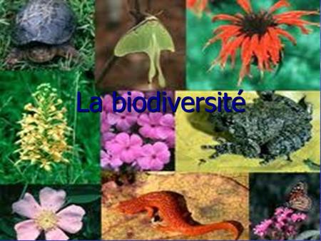 La biodiversité.