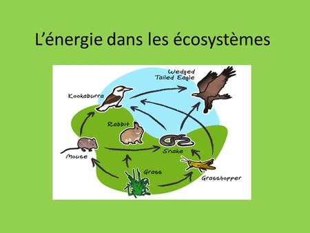 L’énergie dans les écosystèmes