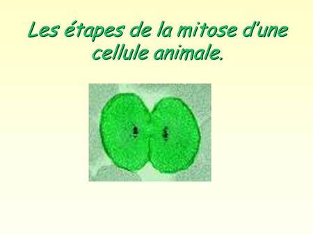 Les étapes de la mitose d’une cellule animale.