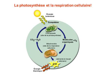 La photosynthèse et la respiration cellulaire!