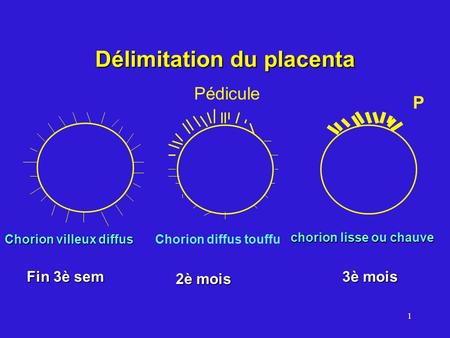 Délimitation du placenta
