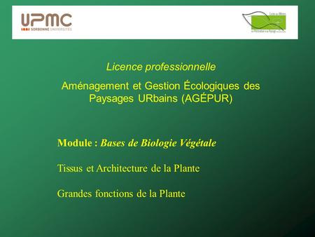 Licence professionnelle