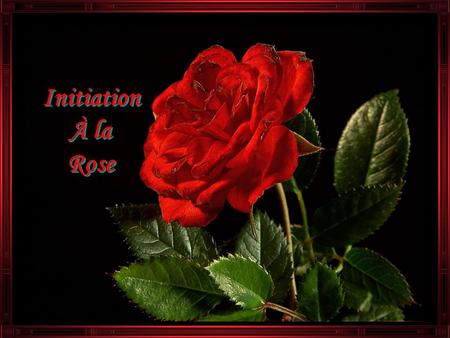 Initiation À la Rose Initiation À la Rose Un jour dans un jardin de roses, un rosier était occupé à secouer ses branches alourdies par la première pluie.