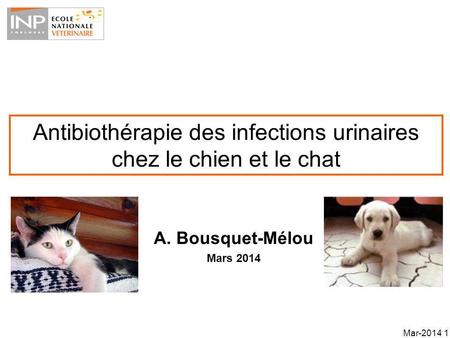 Antibiothérapie des infections urinaires chez le chien et le chat