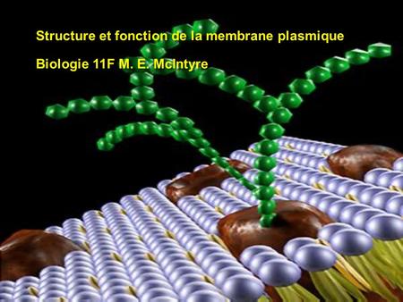 Structure et fonction de la membrane plasmique