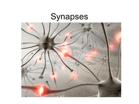 Synapses.