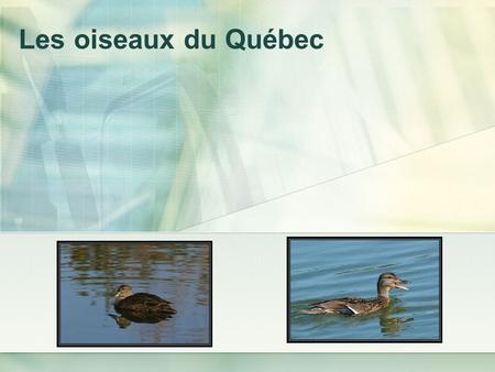 Les oiseaux du Québec. - Sur la côte atlantique et dans lest du Saint-Laurent. - Le canard noir abonde particulièrement dans les marais littoraux,