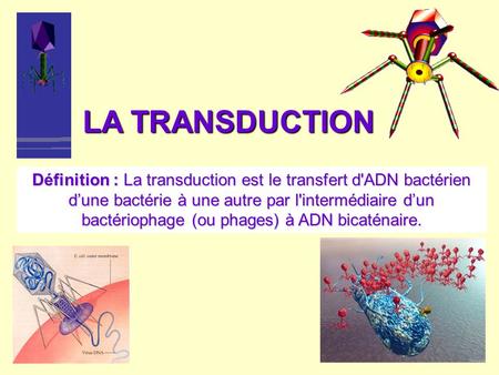LA TRANSDUCTION Définition : La transduction est le transfert d'ADN bactérien d’une bactérie à une autre par l'intermédiaire d’un bactériophage (ou phages)