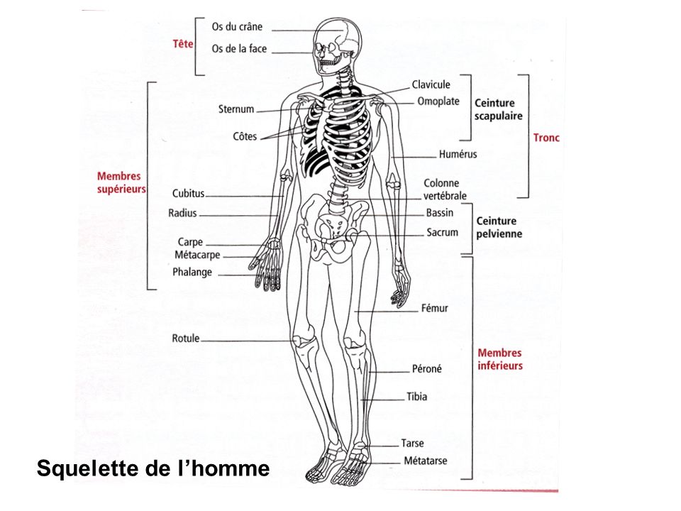 fiches et pdf à télécharger  Squelette humain, Squelette, Squelette humain  schéma