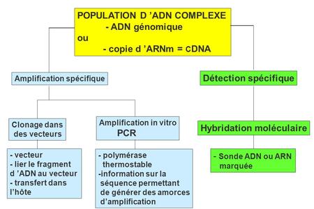 POPULATION D ’ADN COMPLEXE - ADN génomique ou - copie d ’ARNm = C DNA Amplification spécifique Clonage dans des vecteurs Amplification in vitro PCR Détection.