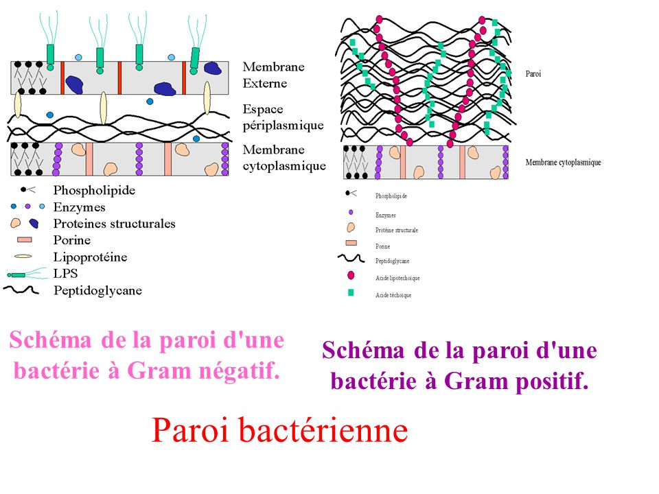 structure du peptidoglycane paroi cellulaire bactérienne