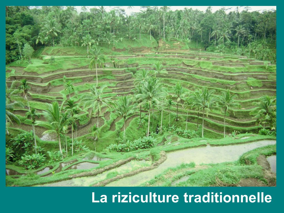 La Riziculture Traditionnelle Ppt Video Online Telecharger