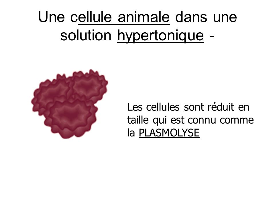 cellule végétale en solution hypotonique