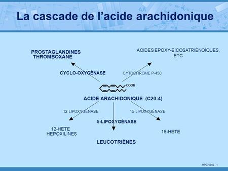 MP COOH ACIDE ARACHIDONIQUE (C20:4) LEUCOTRIÈNES PROSTAGLANDINES THROMBOXANE ACIDES EPOXY-EICOSATRIÈNOÏQUES, ETC 15-HETE 12-HETE HEPOXILINES CYCLO-OXYGÉNASE.
