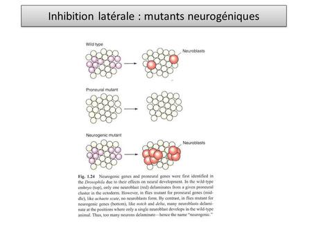 Inhibition latérale : mutants neurogéniques