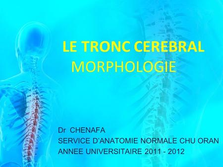 LE TRONC CEREBRAL MORPHOLOGIE