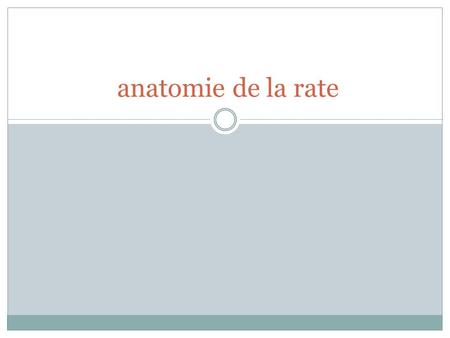 Anatomie de la rate.