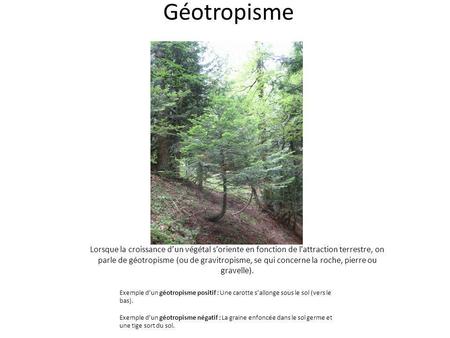 Géotropisme Lorsque la croissance d’un végétal s’oriente en fonction de l’attraction terrestre, on parle de géotropisme (ou de gravitropisme, se qui concerne.