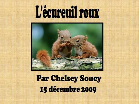L'écureuil roux Par Chelsey Soucy 15 décembre 2009.