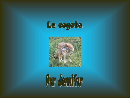 Le coyote Par Jennifer.