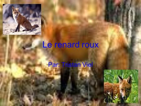 Le renard roux Par: Tristan Viel.
