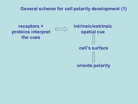 General scheme for cell polarity development (1)