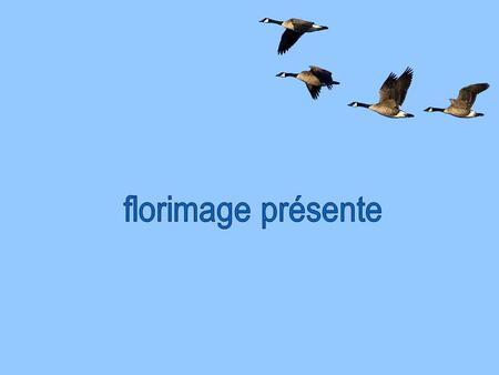 Florimage présente.