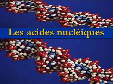 Les acides nucléiques.