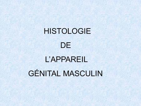 HISTOLOGIE DE L’APPAREIL GÉNITAL MASCULIN.