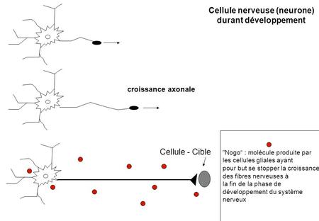 Cellule nerveuse (neurone)