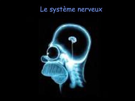 Le système nerveux.