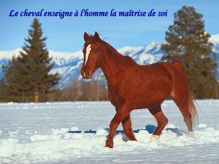 Le cheval enseigne à l'homme la maîtrise de soi L'air du paradis est celui qui souffle entre les oreilles d'un cheval.