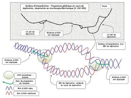 Un œil de réplication Schéma d’interprétation : Programme génétique en cours de duplication, observation en microscopie électronique (X ) Un œil.