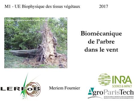 Biomécanique de l’arbre dans le vent