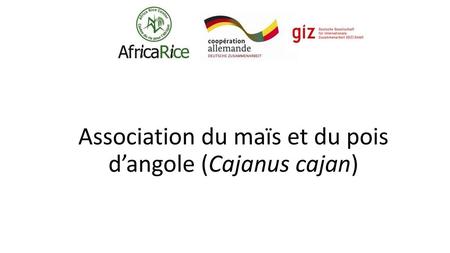 Association du maïs et du pois d’angole (Cajanus cajan)