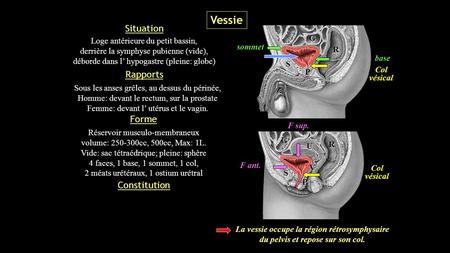 T11 L2 Vessie Situation Rapports Forme Constitution Loge antérieure du petit bassin, derrière la symphyse pubienne (vide), déborde dans l’ hypogastre (pleine: