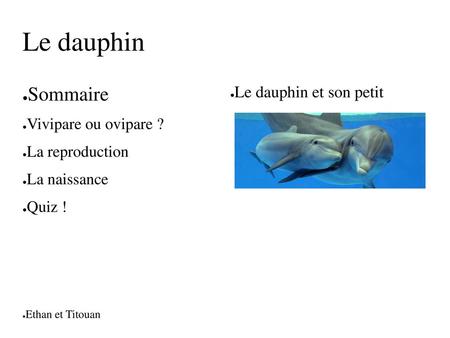Le dauphin Sommaire Le dauphin et son petit Vivipare ou ovipare ?