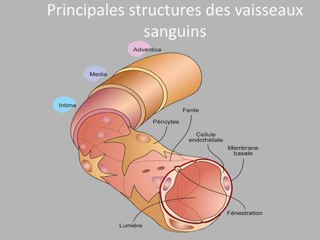 Principales structures des vaisseaux sanguins