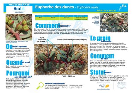 Euphorbe des dunes - Euphorbia peplis