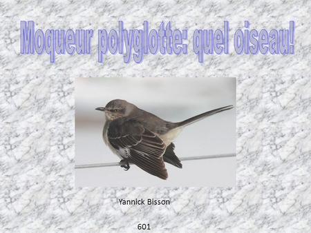 Moqueur polyglotte: quel oiseau!