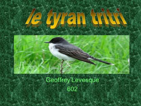 Le tyran tritri Geoffrey Levesque 602.