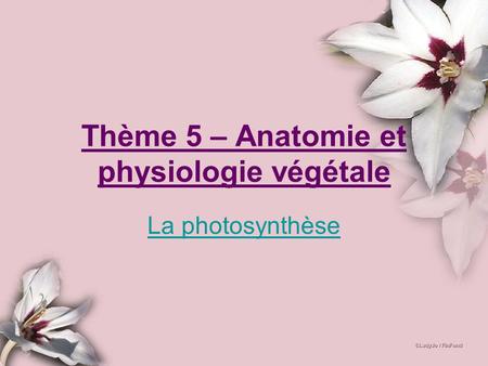 Thème 5 – Anatomie et physiologie végétale