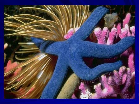 Description physique Les étoiles de mer ont un corps formés de plusieurs bras généralement cinq. Les étoiles de mer sont des animaux souvent très colorés.