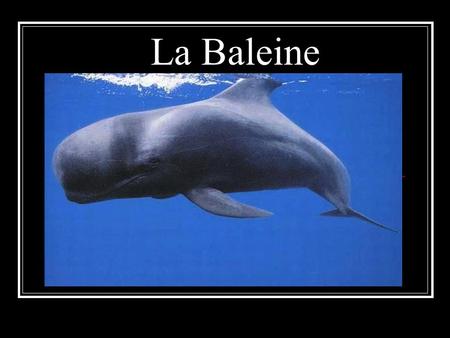 La Baleine.
