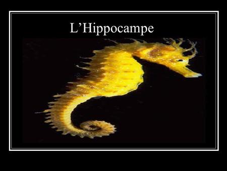 L’Hippocampe.