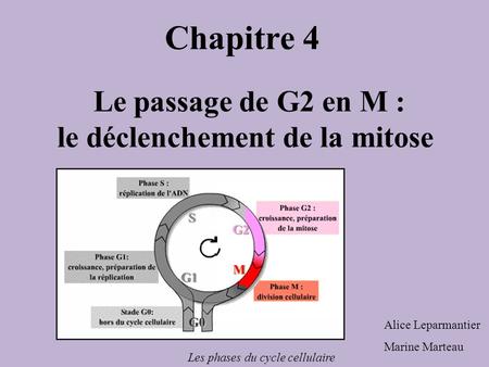 Le passage de G2 en M : le déclenchement de la mitose