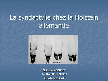 La syndactylie chez la Holstein allemande
