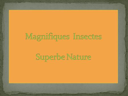 Magnifiques Insectes Superbe Nature