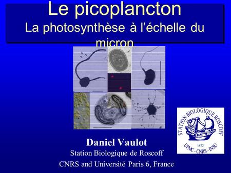 Le picoplancton La photosynthèse à l’échelle du micron