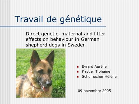 Travail de génétique Direct genetic, maternal and litter effects on behaviour in German shepherd dogs in Sweden Evrard Aurélie Kastler Tiphaine Schumacher.